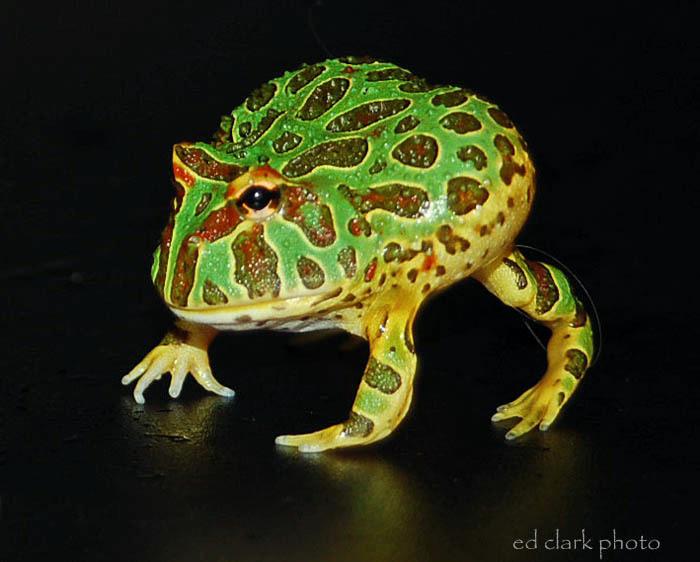 015 - Ceratophrys ornata.jpg